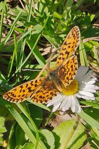 <i>Boloria dia</i>