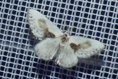 <i>Cilix glaucata</i>