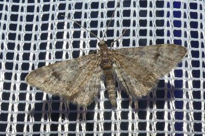 <i>Gymnoscelis rufifasciata</i>