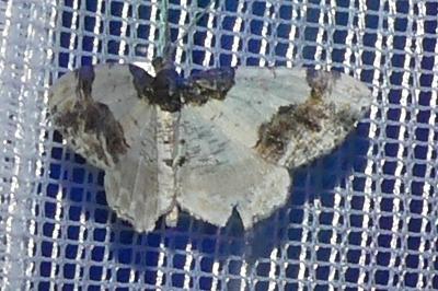 <i>Ligdia adustata</i>