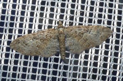 <i>Eupithecia abbreviata</i>