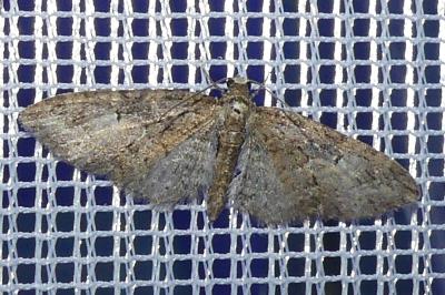 <i>Eupithecia abbreviata</i>