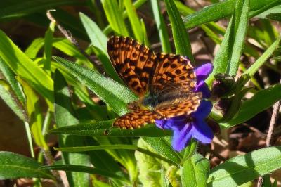 <i>Boloria dia</i>