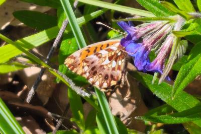 <i>Boloria dia</i>