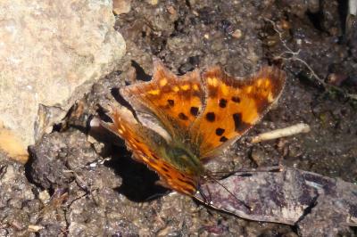 <i>Polygonia c-album</i>