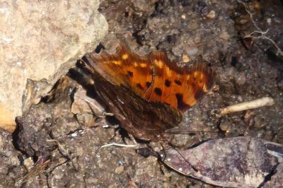 <i>Polygonia c-album</i>