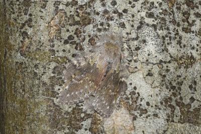 <i>Stauropus fagi</i>