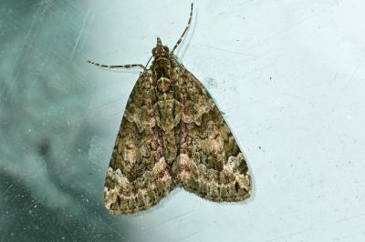 <i>Chloroclysta siterata</i>