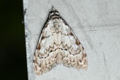 <i>Nola confusalis</i>
