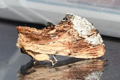 Ptilodon cucullina