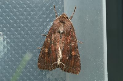 Lacanobia oleracea