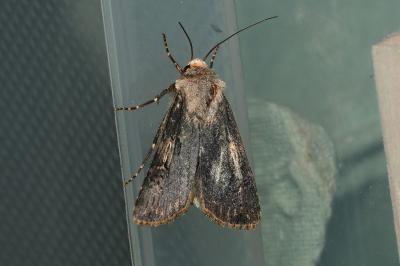 Agrotis puta