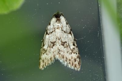 <i>Nola cicatricalis</i>