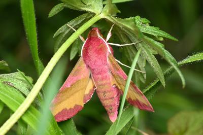 <i>Deilephila porcellus</i>