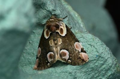 <i>Thyatira batis</i>