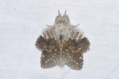 <i>Stauropus fagi</i>