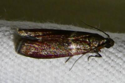 <i>Cryptoblabes bistriga</i>