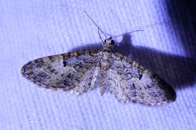 <i>Eupithecia dodoneata</i>