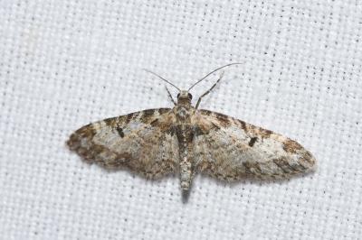 <i>Eupithecia irriguata</i>