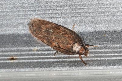 <i>Depressaria albipunctella</i>