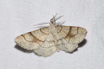 <i>Adactylotis contaminaria</i>