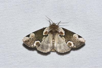 <i>Thyatira batis</i>