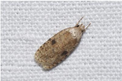 <i>Agonopterix propinquella</i>