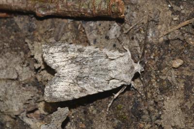 <i>Lithophane ornitopus</i>