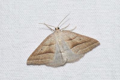 <i>Petrophora chlorosata</i>