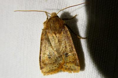 <i>Conistra vaccinii</i>