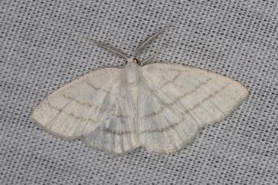 Cabera pusaria