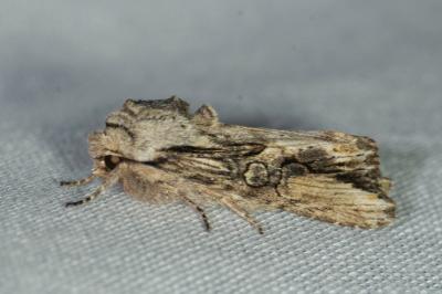 Egira conspicillaris
