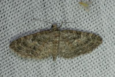 Larentiinae