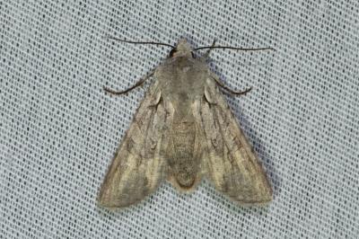 <i>Lithophane ornitopus</i>