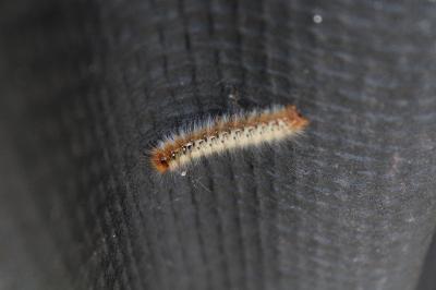 <i>Lasiocampa quercus</i>