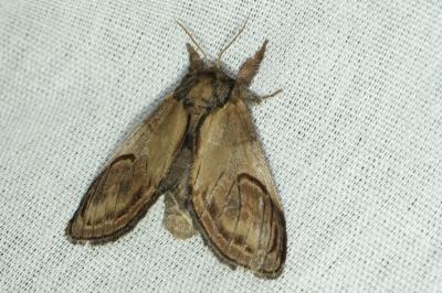 <i>Notodonta ziczac</i>