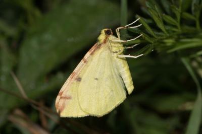 <i>Opisthograptis luteolata</i>