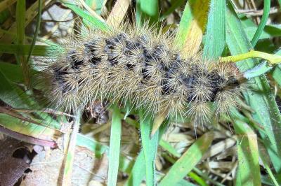 <i>Diacrisia purpurata</i>