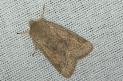 <i>Orthosia cerasi</i>