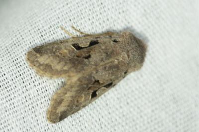 <i>Orthosia gothica</i>