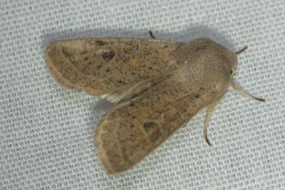 <i>Orthosia gracilis</i>