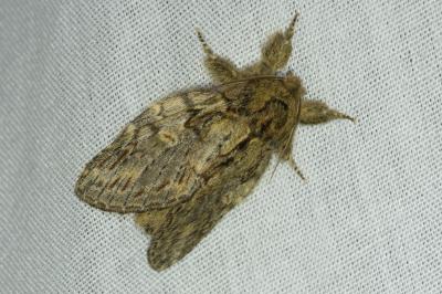 <i>Peridea anceps</i>