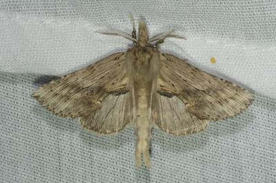 <i>Pterostoma palpina</i>