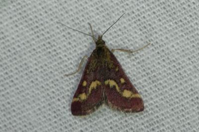 <i>Pyrausta purpuralis</i>