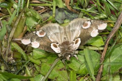 <i>Thyatira batis</i>