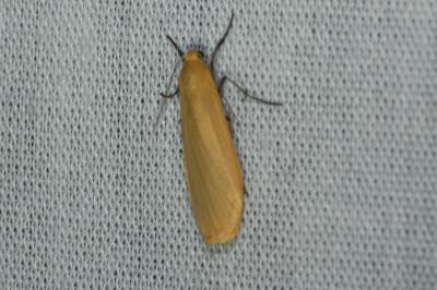 <i>Wittia sororcula</i>