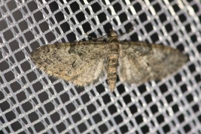 <i>Eupithecia abbreviata</i>