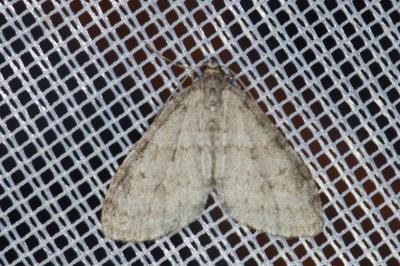 <i>Trichopteryx carpinata</i>