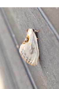 <i>Cilix hispanica</i>