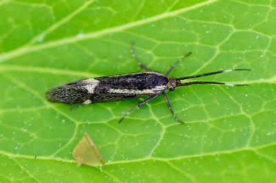 <i>Esperia sulphurella</i>